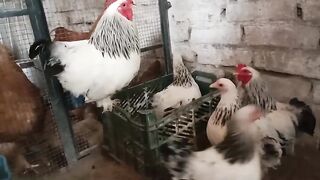 Brahma chicks