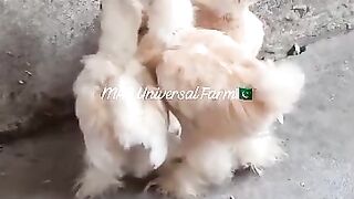 Bantum chicken