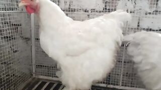 White chicken ll beautiful