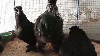 The baby chicken ll chicks