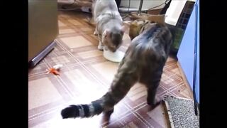 Two Cats drinking milk