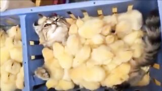 Cat and Chick