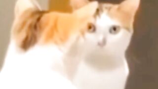 cat looking in the mirror