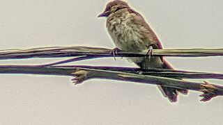 bird sing natural tropical rain forest