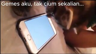 Cats and Mosquitoes