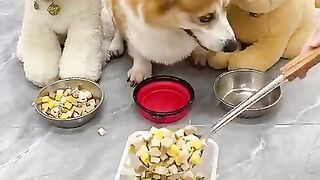 This_dog_with_a_bad_temper_doesn_t_want_to_eat_the_dog._Corgi._The_daily_life_of_a_silly_dog._Cu(480p).