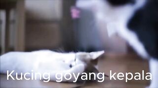Cats Dance, shake their heads
