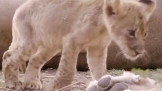 This little lion cub was desperate for its mother's milk but wasn't even allowed a sip.  #animals