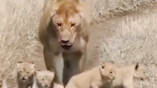 Heartwarming Rescue_ Lost Lion Cub Reunited with Mother _ Emotional ????✨