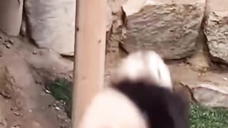 #shorts #shortsvideo #animalshorts #cuteanimal #cute #healing #love