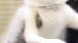 Kitten joget