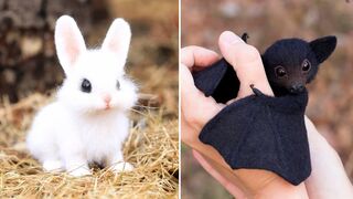 Cute Baby Animals Videos Compilation | Funny and Cute Moment of the Animals 2