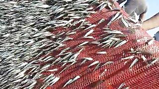 Purse Seine fishing and Fish hunting