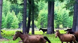 status,status video,status song,status whatsap,beast song,good song,video,natural