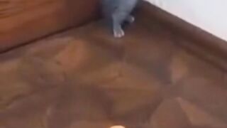 Cat and Sniper