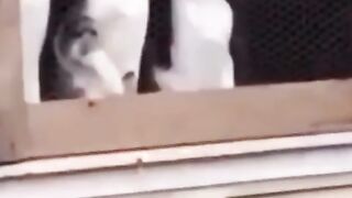 funny cat 117