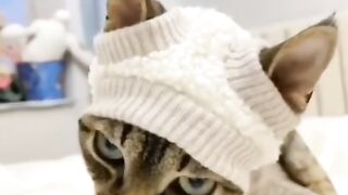 cute animal behavior 5