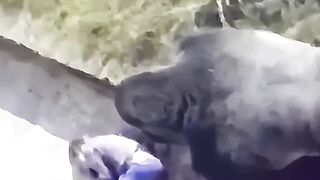 A boy fell into the gorilla enclosure #animals #shortvideo #shorts #safety #gorilla #healing