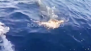 Shark saved the turtle’s life ???? #impossible