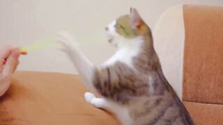 Angry Cat 3