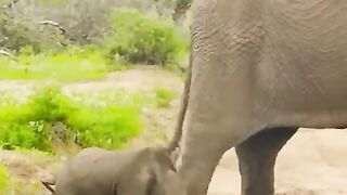 Cutest_and_Funniest_Baby_Elephant_Ever!_????????❤????(480p).