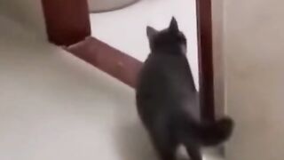 Cat is shocked 2