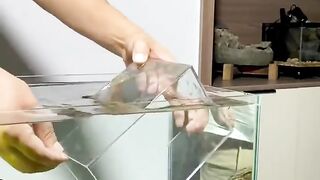 Beautiful fish tank 2