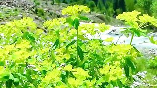 status,status video,status song,status whatsap,beast song,good song,video,natural