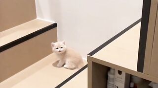 Cat video 27
