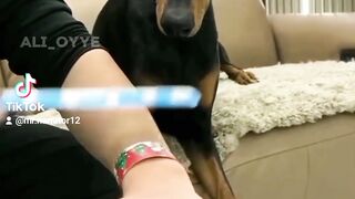 Dog puppy funny Videos ????????