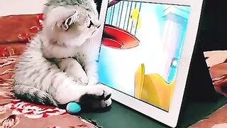 The cat is watching