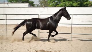 Horse 18
