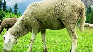 status,status video,status song,status whatsap,beast song,good song,video,natural