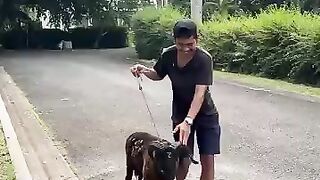 MONYET APA KAMBING⁉️