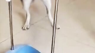 Meilleurs dog qui ménage la maison