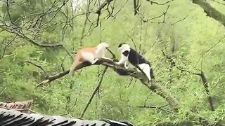 #shorts #funny #cat #dog #animals (73)