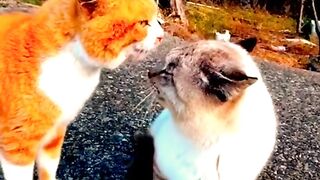 Chubby widow fighting cat#fyp