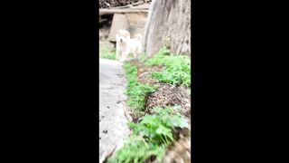 Cute Pets 8