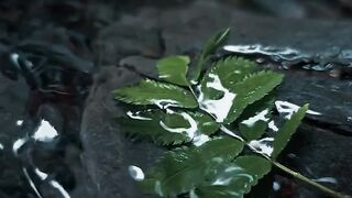 Nature is pleased with simplicity .....#nature #macro #moody #cinematic #outdoors.