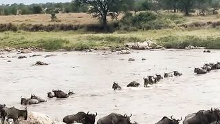 Watch the great migration  in Africa