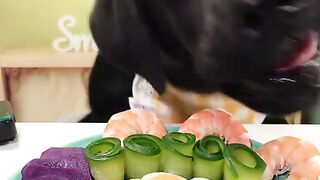 Dog eating in the table