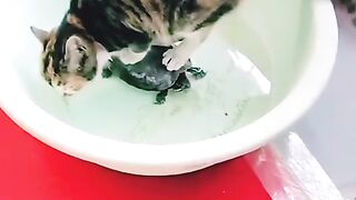 I don't feel sorry for the turtle