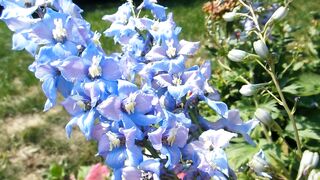 إسش هالجمال يا قلبي