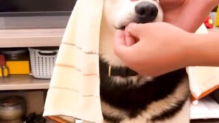 stylish dog/#ai#viral#short#vidking786