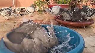 Homing pigeon bathing