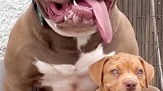 Meu sonho é ter um Pitbull assim