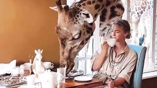 Watch this video and see,Having breakfast at Giraffe manor