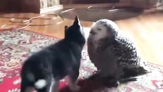 بومة تحب صديقها الجديد