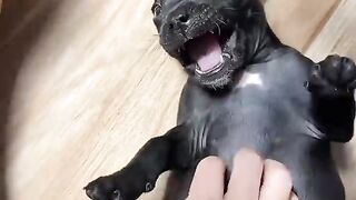 Meu Sonho era ter um Pitbull