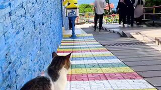 Discover the beauty of cats: charming life companions